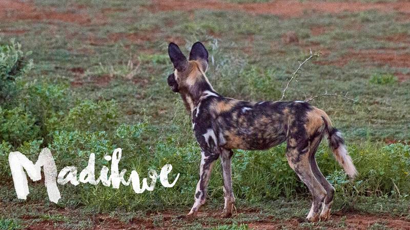 Madikwe Game Reserve Vlog Series (VIDEO)